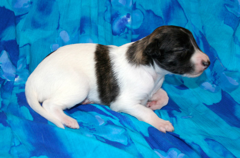 Surf Spots - Boy 2 Cute